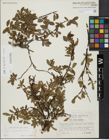 Foto von Salix hegetschweileri Heer x Salix retusa L.